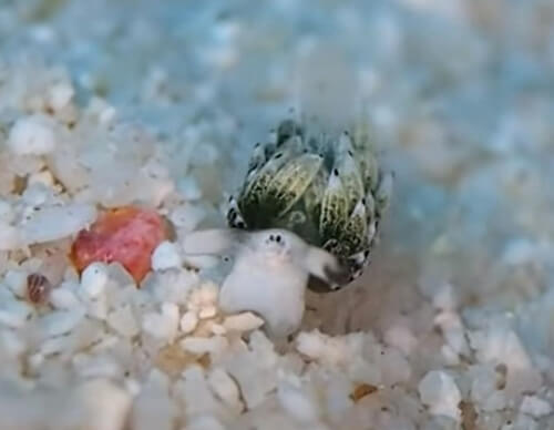face sea slug