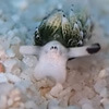 face sea slug