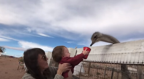 baby and hungry ostriches