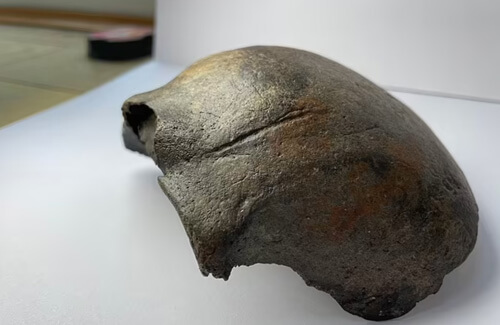 древний череп нашли в реке