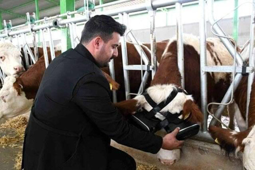 виртуальная реальность для коров