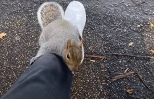 the student greeted the squirrel