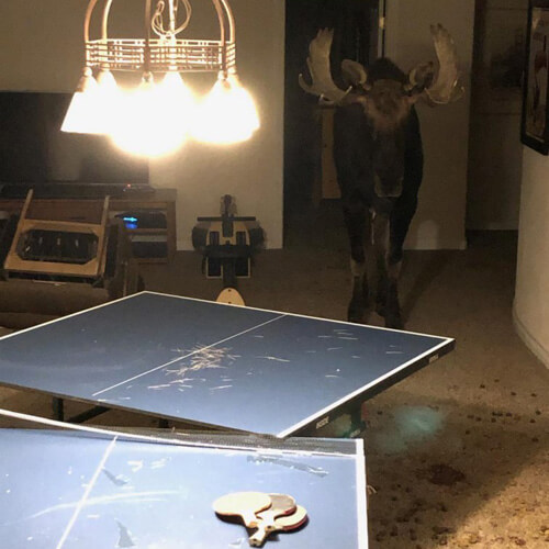 moose fell into the basement