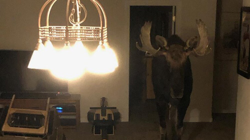 moose fell into the basement