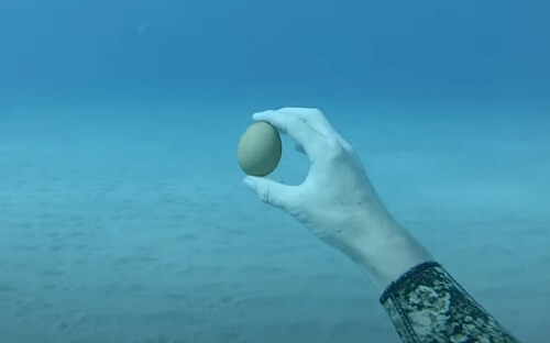 яйцо разбили под водой