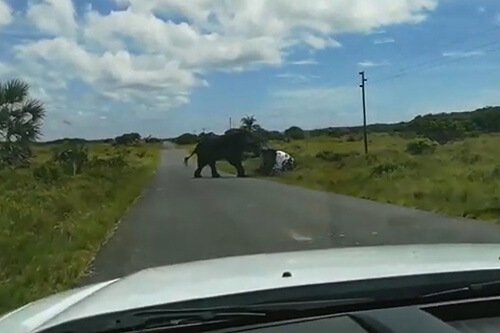 слон перевернул машину
