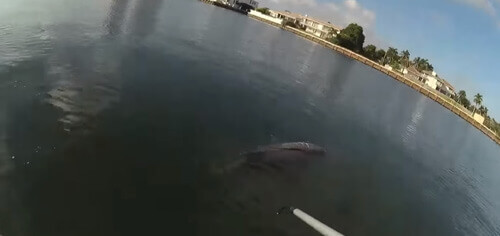 дельфин в рыболовной сети
