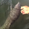 дельфин в рыболовной сети