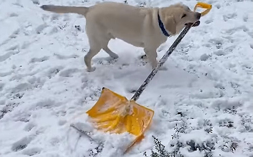 пёс с лопатой в зубах чистит снег