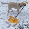пёс с лопатой в зубах чистит снег