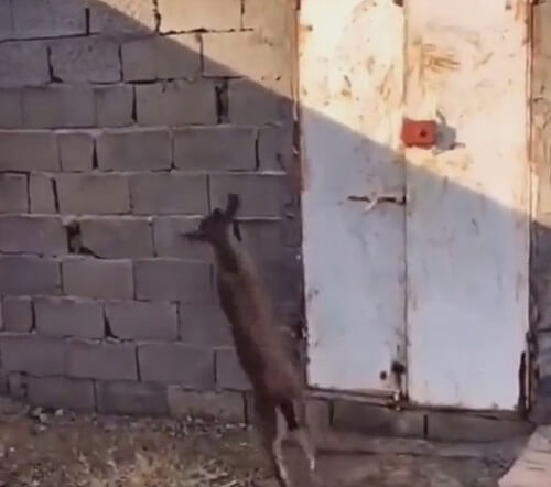 коза взобралась на стену