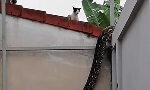 кошка наблюдает за питоном
