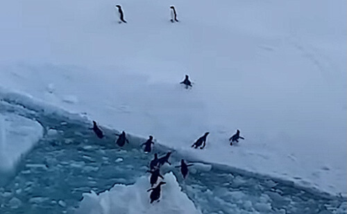 пингвины паникуют на льдине