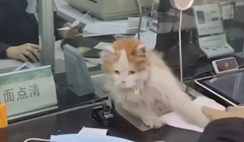 кошка работает в банке