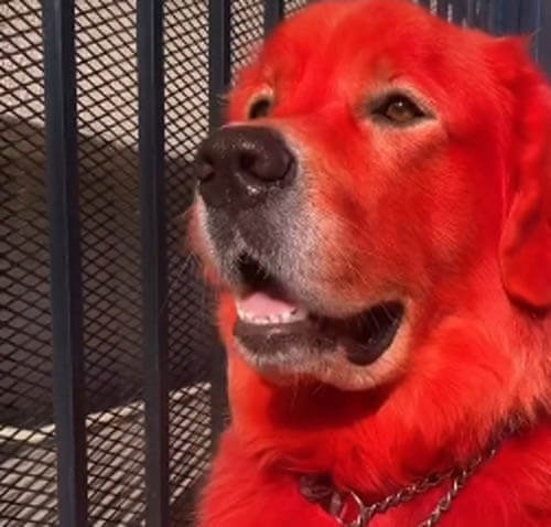 пса покрасили в красный цвет