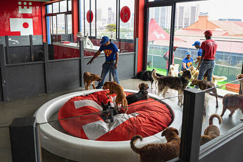 отель и детский сад для собак