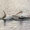 пеликан и его жадные собратья