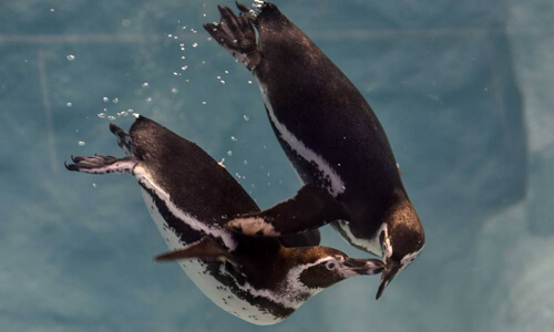 однополая пара пингвинов