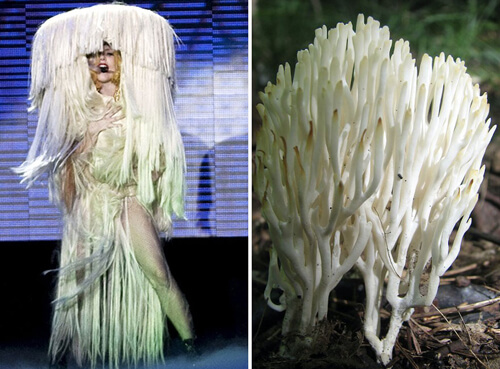 наряды певицы сравнили с грибами