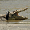крокодила избавили от шины на шее