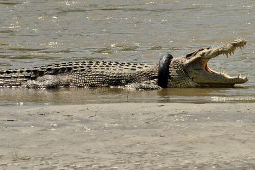 крокодила избавили от шины на шее