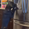 пёс берёт лёд из холодильника