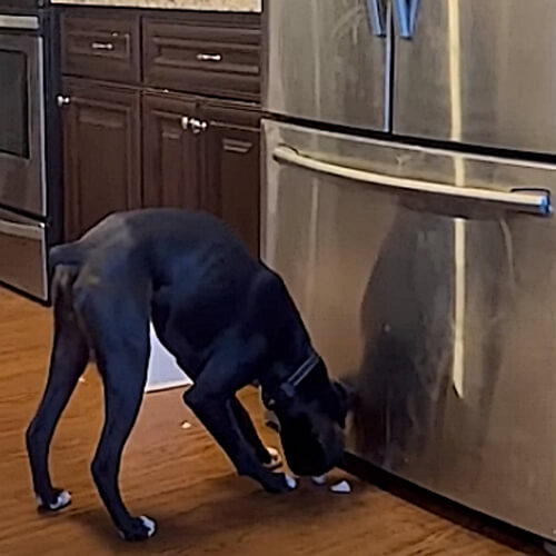 пёс берёт лёд из холодильника