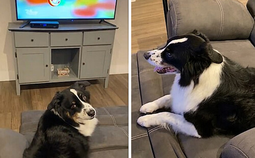 собака с пультом от телевизора
