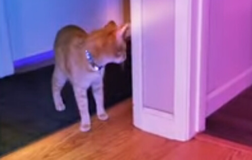 кот достаёт из-под двери игрушку