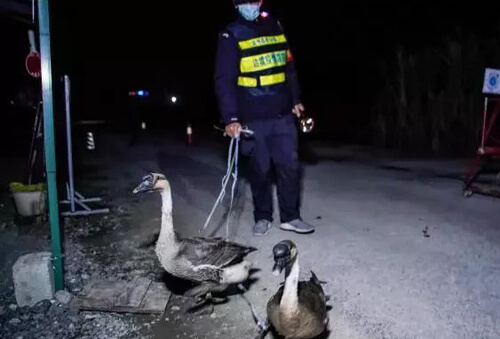 пограничный патруль с гусями