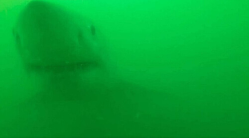 акула захотела съесть видеокамеру