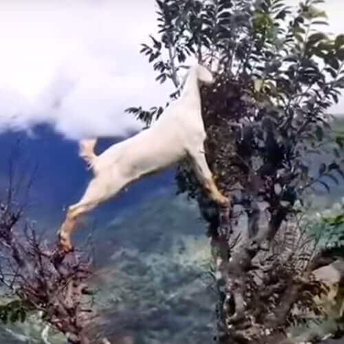 коза на дереве ест листья
