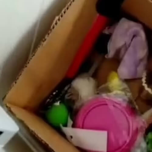 змея в коробке с игрушками