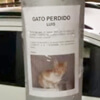 объявление о пропаже кота
