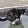 божественная кошка ходит по воде
