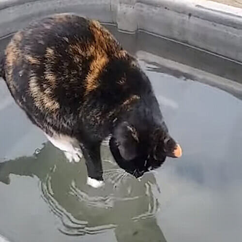 божественная кошка ходит по воде