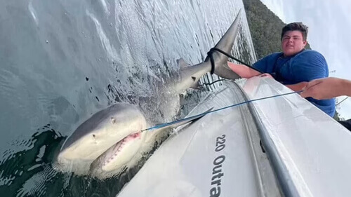 подросток поймал крупную акулу