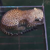 клетка-ловушка для леопарда