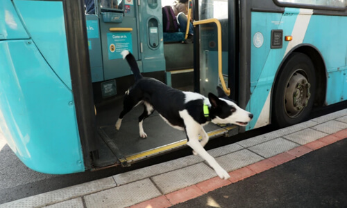 собака поехала домой на автобусе
