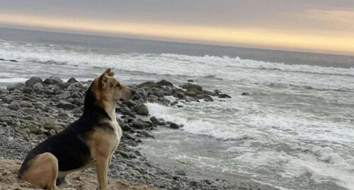 пёс ежедневно смотрит на океан