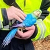 спасение искусственного попугая