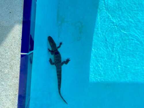 аллигатор пробрался в бассейн