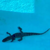 аллигатор пробрался в бассейн
