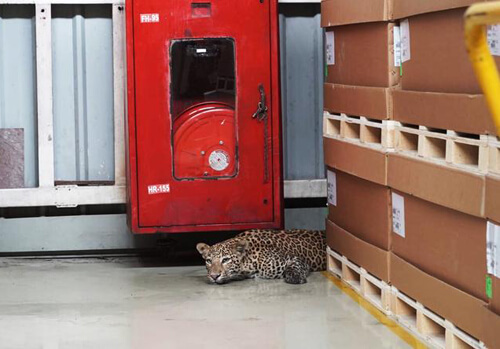 леопард забрёл на завод