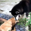 пёс пытается спасти друга из пруда