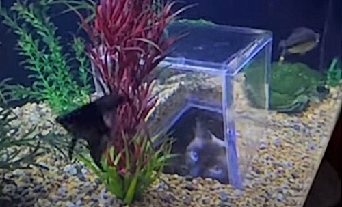 смотровая будка в аквариуме