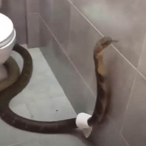 кобра с туалетной бумагой