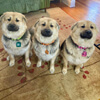 три клона умершей собаки