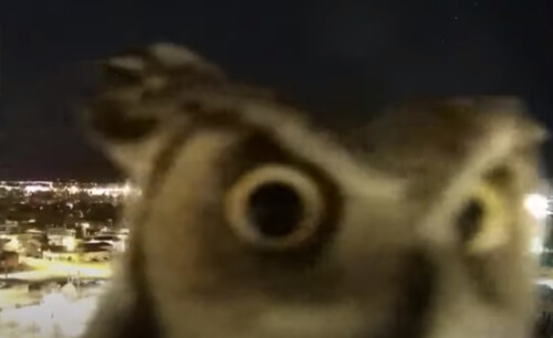 любопытная сова с видеокамерой