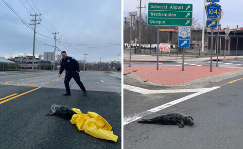 полицейские поймали тюленя
